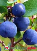 Саженцы черники Норд Блю