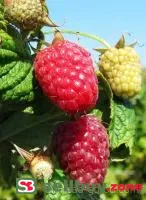 Саженцы малины Полка