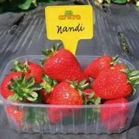 Клубника «Nandi» (Нанди)