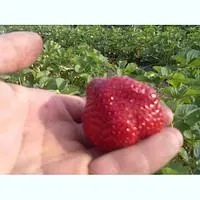 Рассада клубники Мармелада средняя